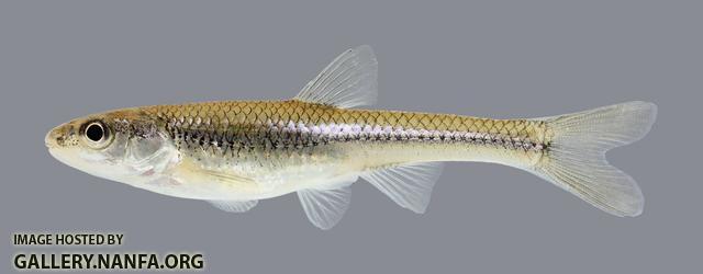 Notropis dorsalis Bigmouth Shiner 571.2500