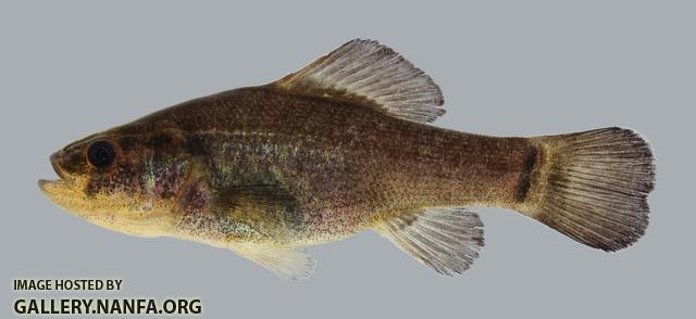 Aphredoderus sayanus Pirate Perch 92.2500