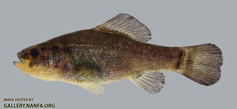Aphredoderus sayanus Pirate Perch 92.2500