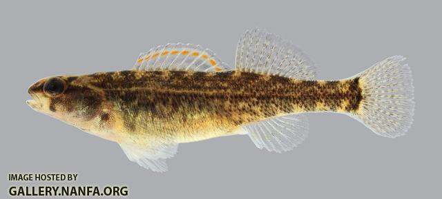 Etheostoma asprigene Mud Darter  622.2500