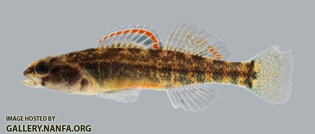 Etheostoma asprigene Mud Darter 225.2500