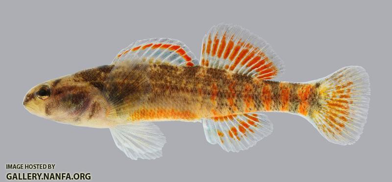 Etheostoma asprigene Mud Darter 597.2500