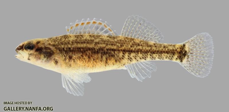 Etheostoma asprigene Mud Darter 969.2500