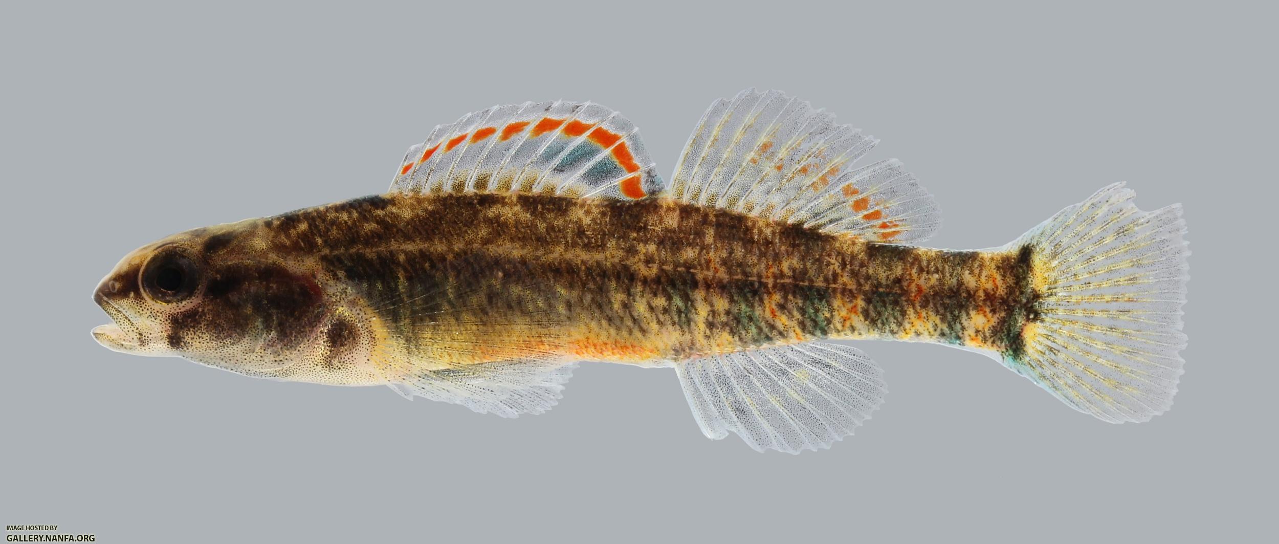 Etheostoma asprigene Mud Darter 225.2500