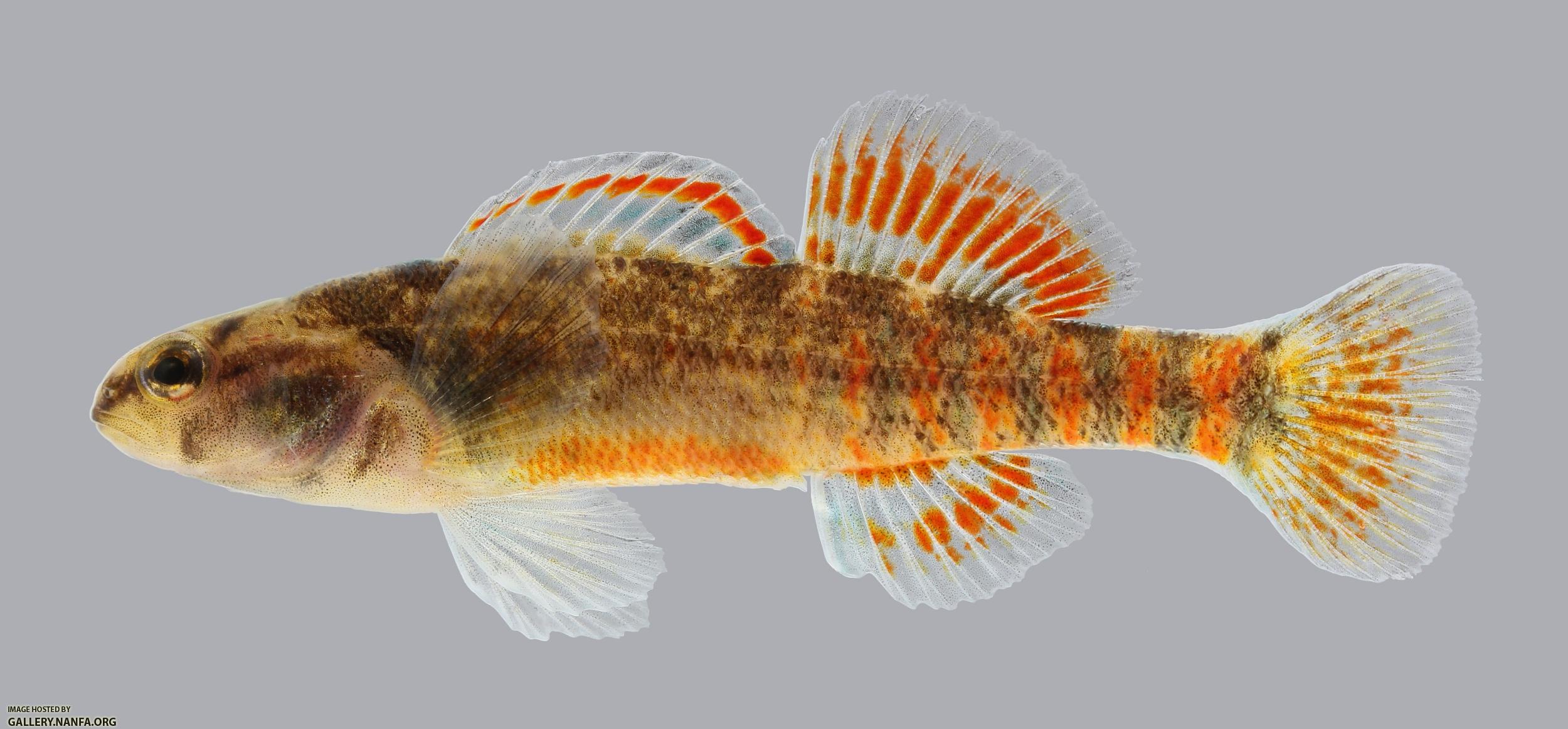 Etheostoma asprigene Mud Darter 597.2500