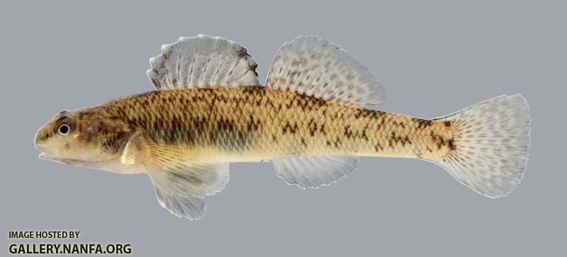 Etheostoma nigrum Johnny Darter 300.2500