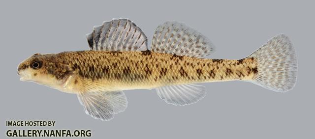 Etheostoma nigrum Johnny Darter 434.2500