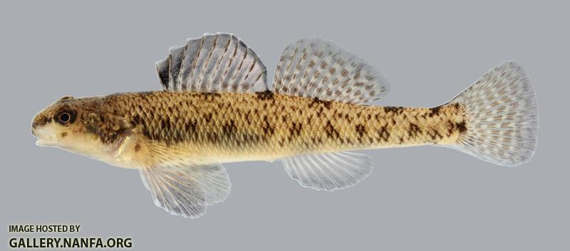 Etheostoma nigrum Johnny Darter 434.2500