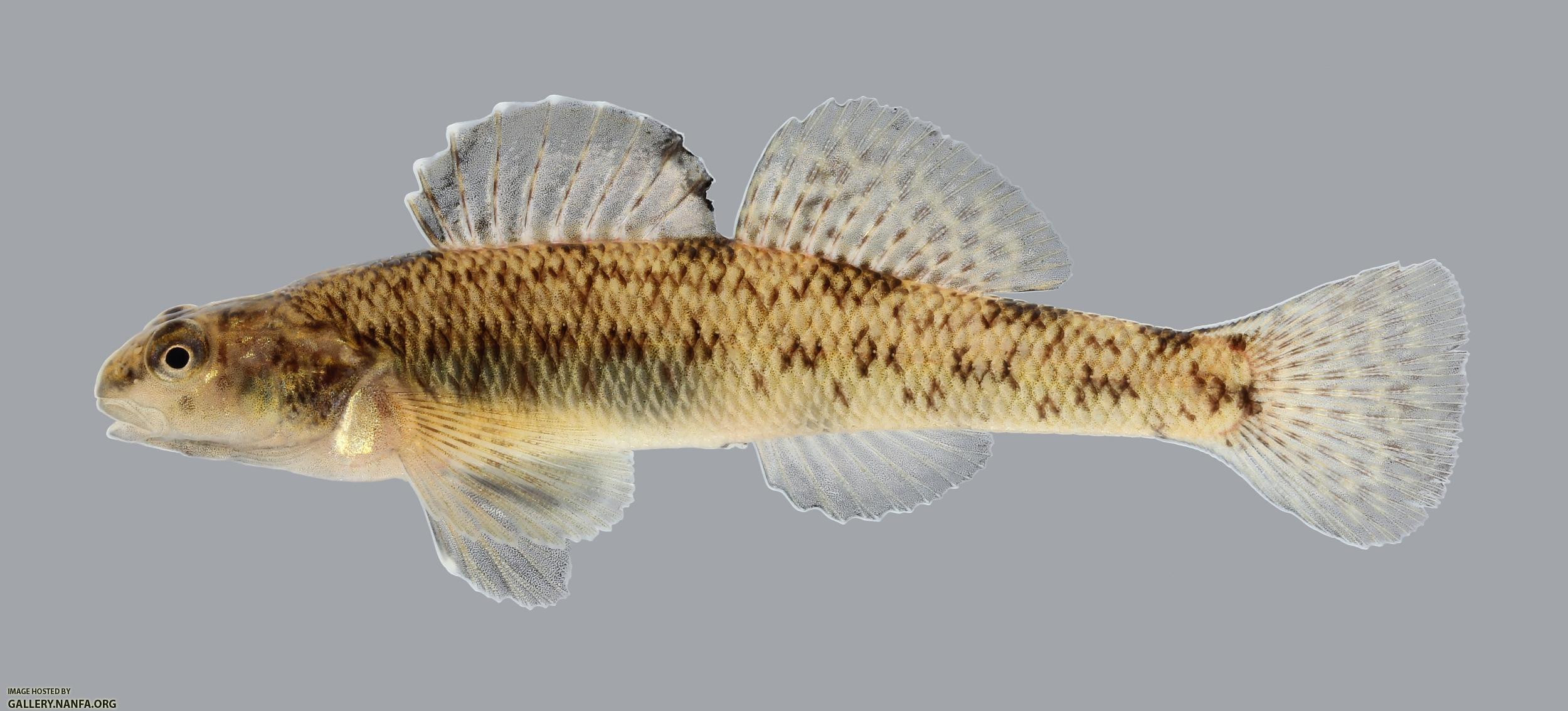 Etheostoma nigrum Johnny Darter 300.2500
