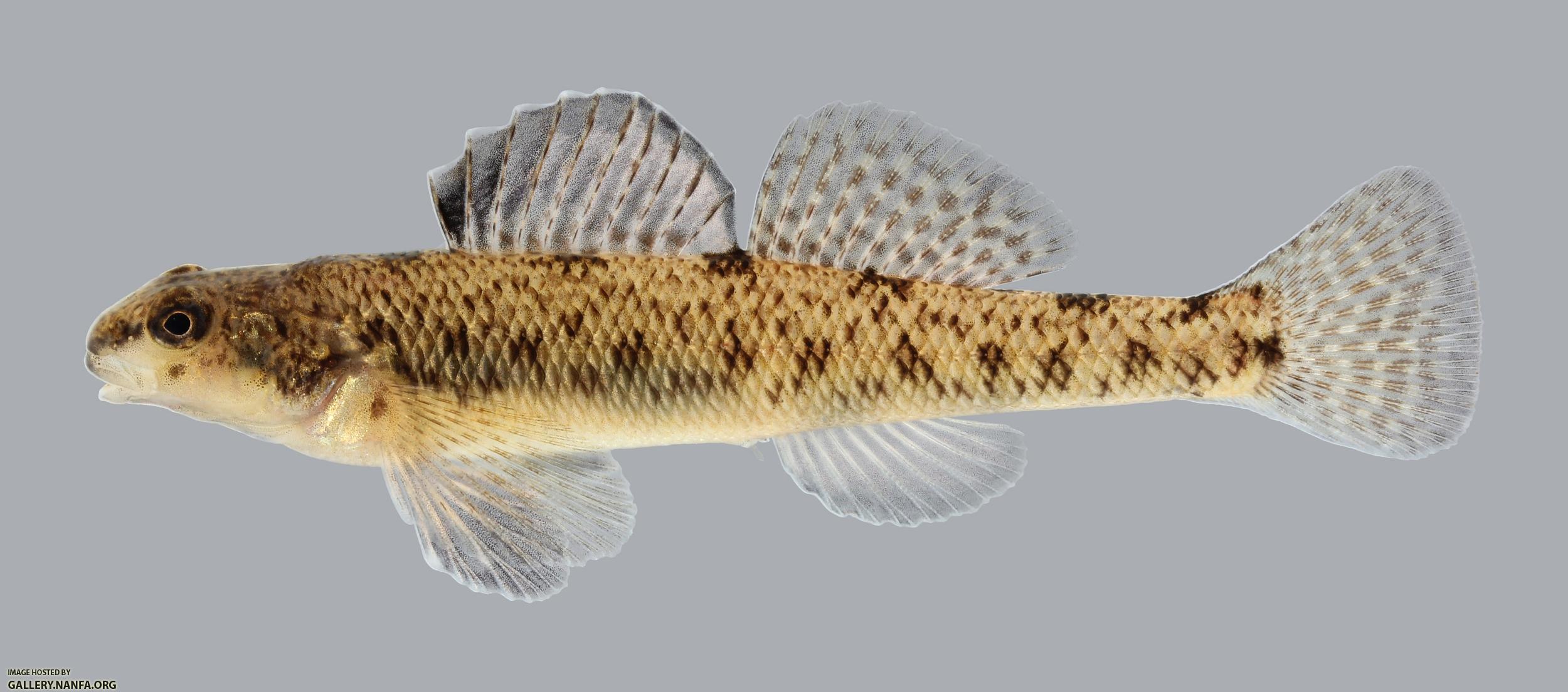 Etheostoma nigrum Johnny Darter 434.2500