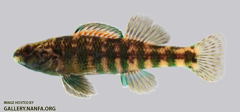 Etheostoma zonale Banded Darter 524.2500