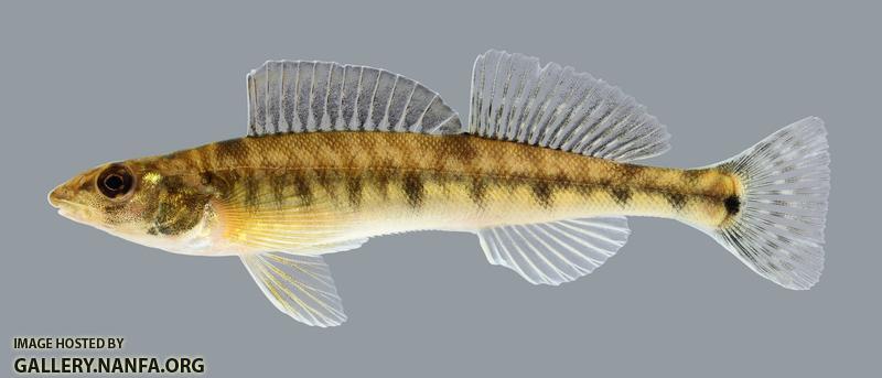 Percina caprodes Logperch 19.2500
