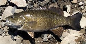 Smallmouth Bass