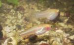 heterandria formosa female facing right