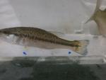 South Carolina bass