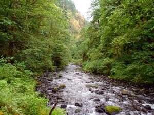 Tanner Creek