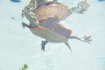 Western Painted Turtle