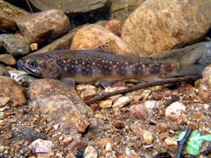 Brook Trout