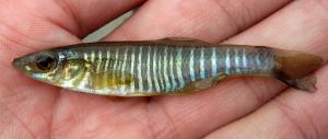 Eastern Banded Killifish