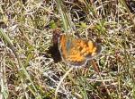 jersey copper butterfly 2 rsz