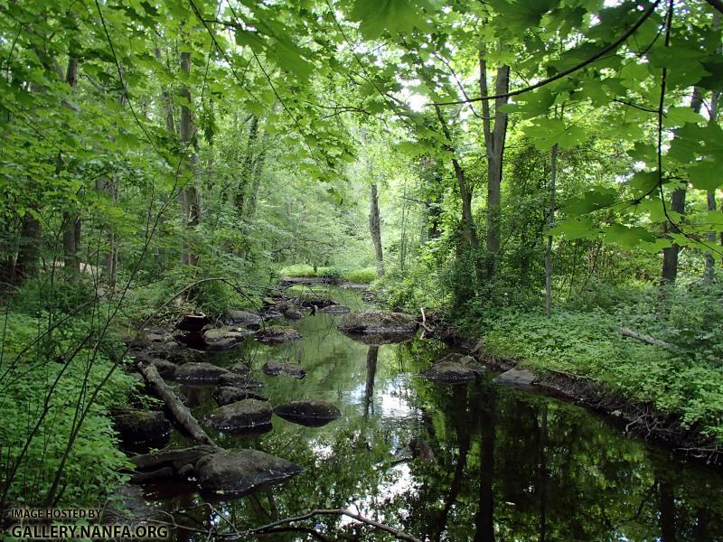 Beaver Brook