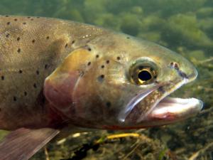 Yellowstone Cutthroat Trout