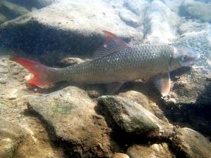 Smallmouth Redhorse