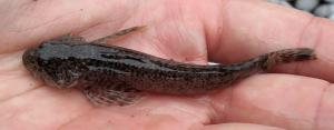 Shorthead Sculpin