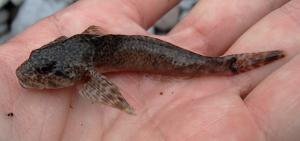 Shorthead Sculpin