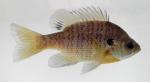 bluegill sunfish.jpg