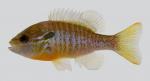 redbreast sunfish.jpg