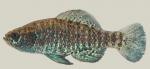 Carolina pygmy sunfish Elassoma boehlkei
