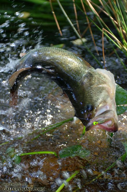 bass fishing (44).jpg