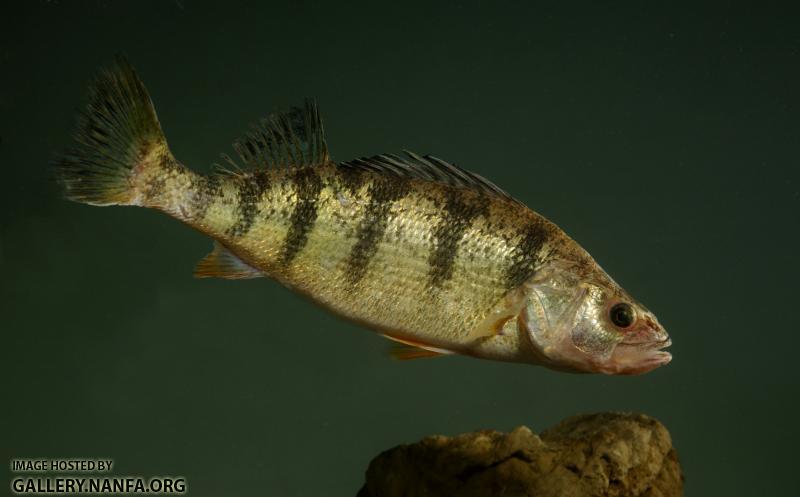 perch fishing (5).jpg