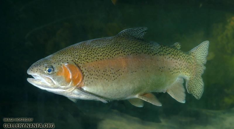 trout -0249 (53).jpg