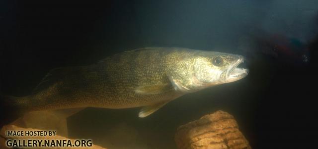 walleye fishing (104).jpg