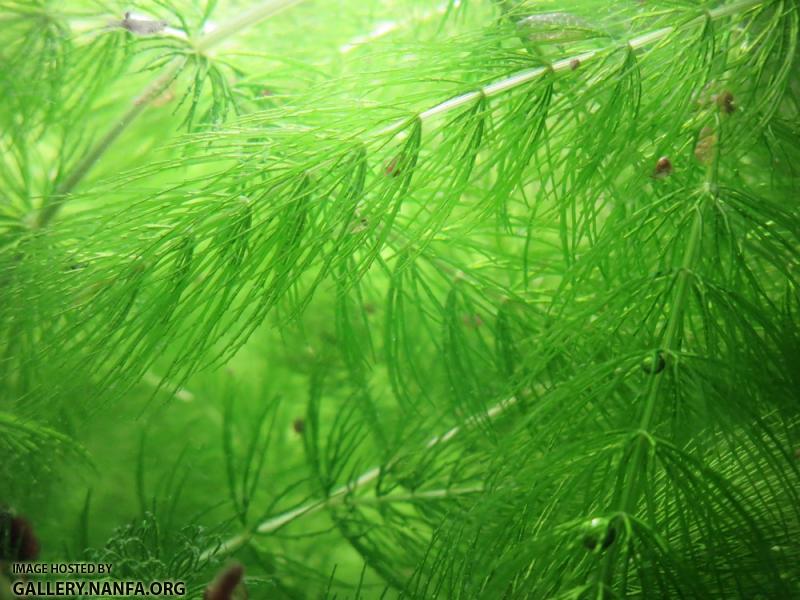 first elassoma okefenokee fry zoom out1 smalluploadsize