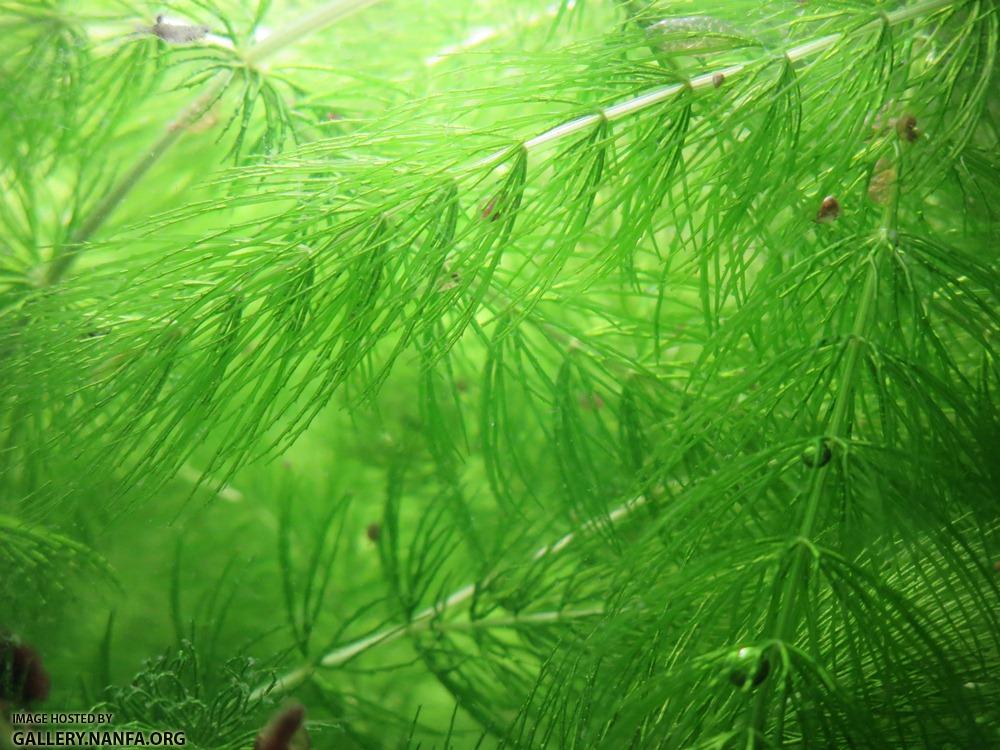 first elassoma okefenokee fry zoom out1 smalluploadsize