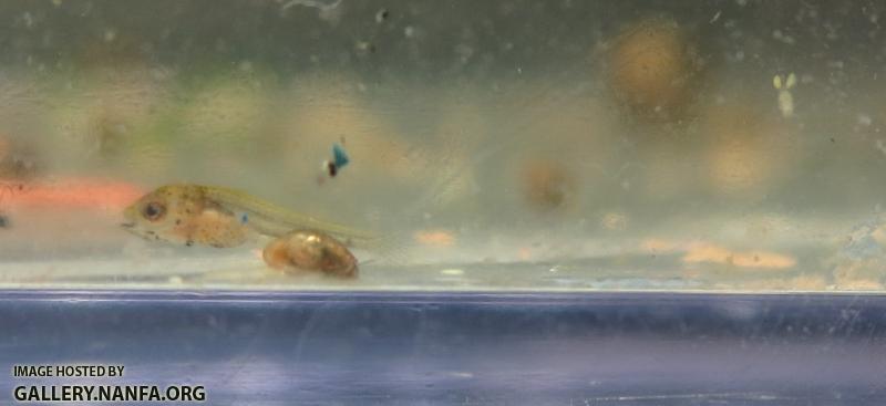 elassoma okefenokee fry and copepod from bucket tank