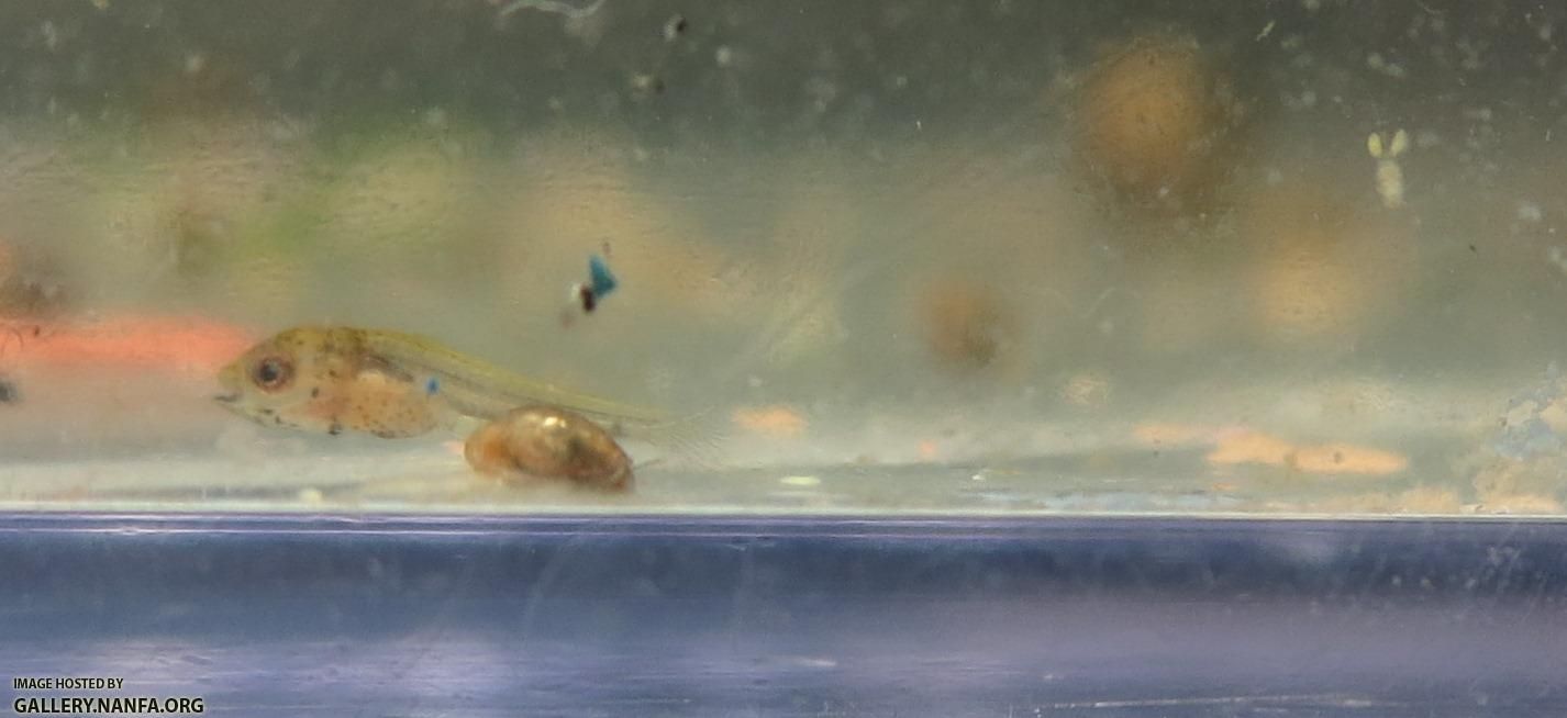 elassoma okefenokee fry and copepod from bucket tank