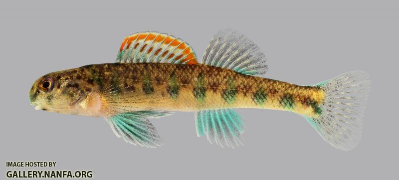 Etheostoma baileyi Emerald Darter 287-2500