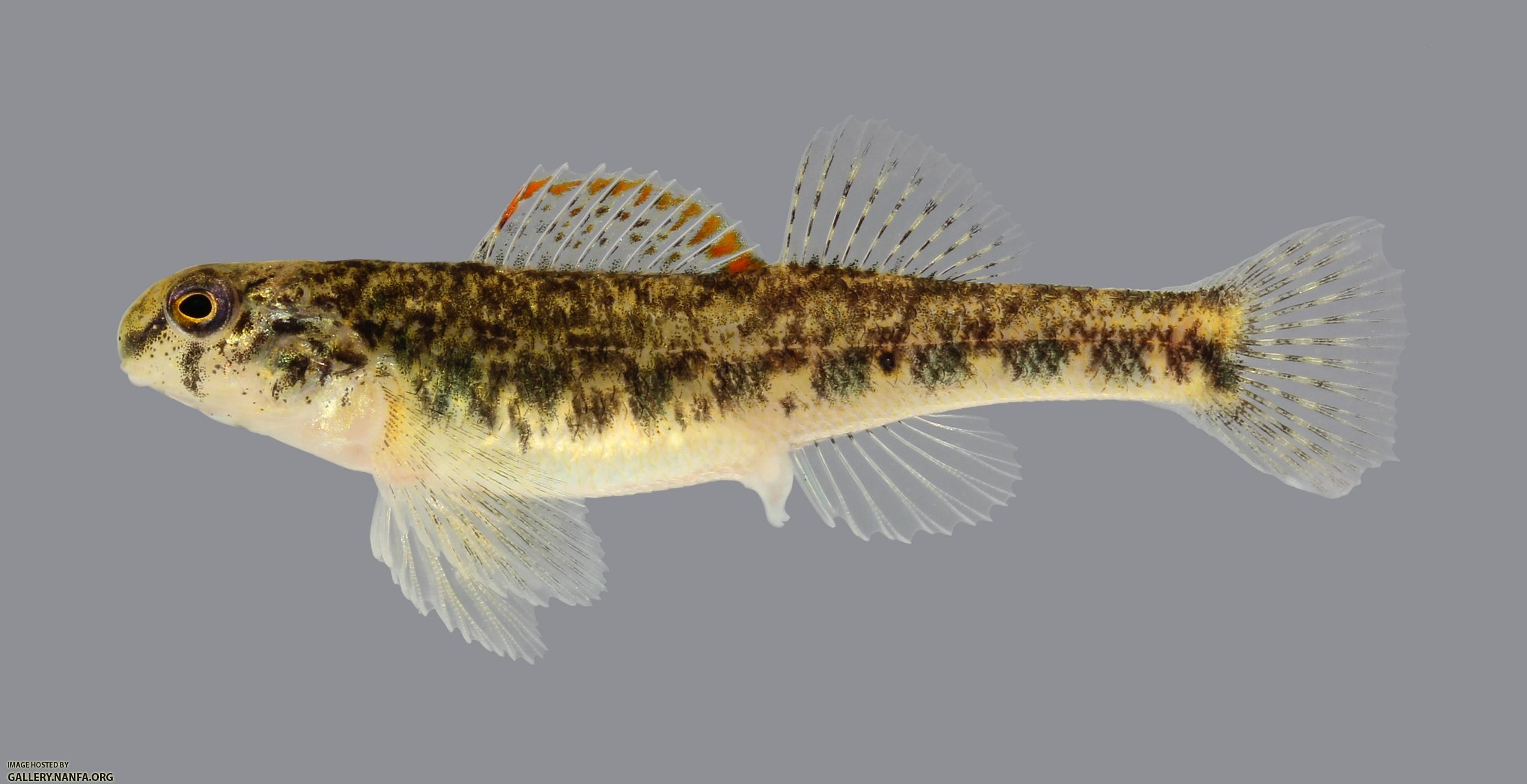 Etheostoma baileyi Emerald Darter 153-2500