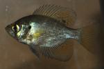 Centrarchus macropterus 1 by BZ