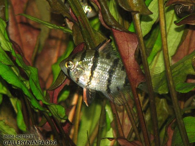 Enneacanthus chaetodon 1 by BZ