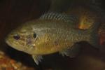 Lepomis gulosus female1 by BZ