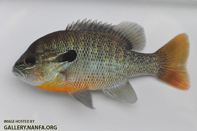 Lepomis auritus male3 by BZ