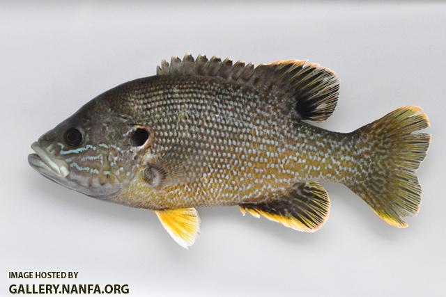 Lepomis cyanellus male2 by BZ