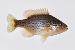 Lepomis humilis female4 by BZ