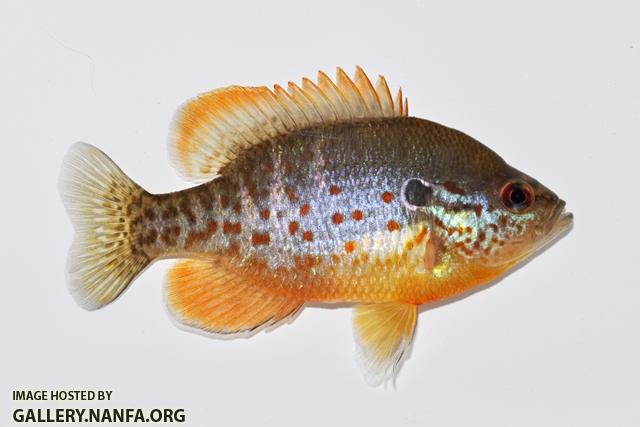 Lepomis humilis male5 by BZ