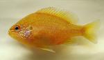 Lepomis marginatus eastern female1 by BZ